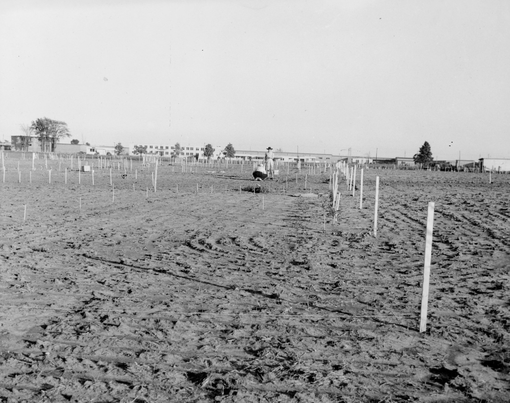 Victory garden in Ontario, Canada 
